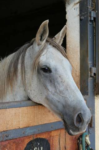 Cheval pur sang arabe