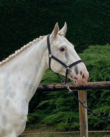 Hongre de 10 ans cso