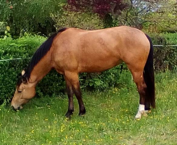 Jument selle français 