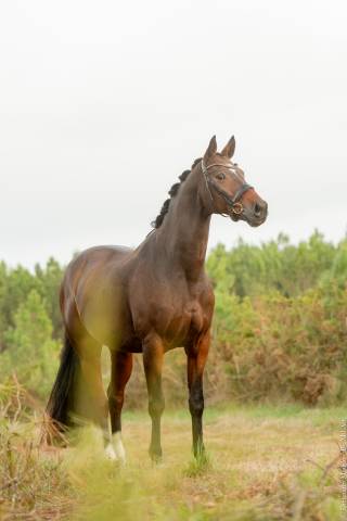 Cheval  de dressage 