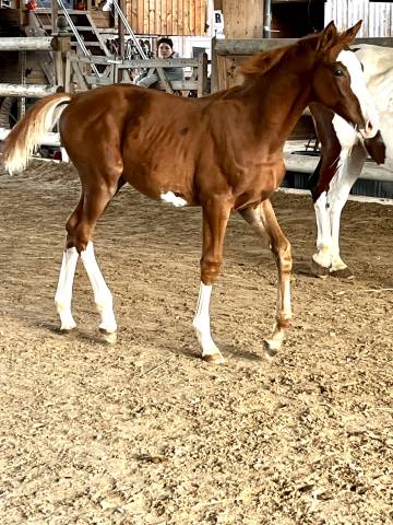 Splendide poulain mâle etalonable