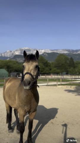 Poney connemara isabelle de 10 ans
