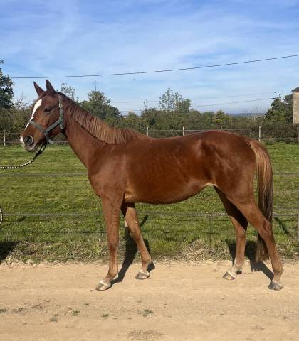 Jument sf 5 ans ernest x armitage x barbarian