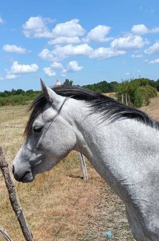 Ponette welsh de 3 ans