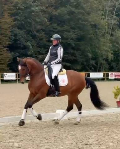 Cheval lusitanien de loisirs 