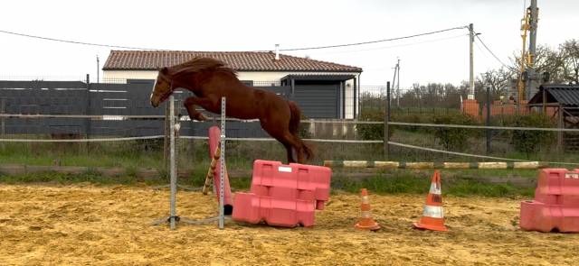 Mâle connemara 4 ans 