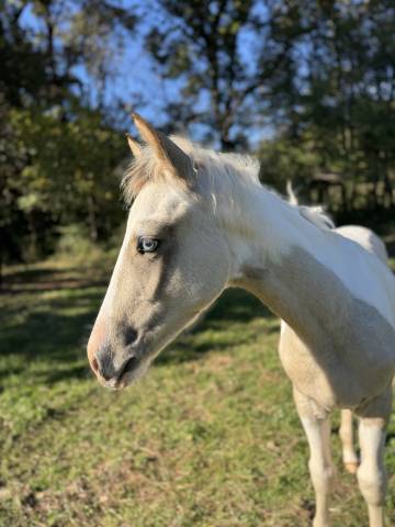 Superbe poulain mâle