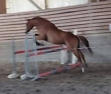 Demi pension pur sang