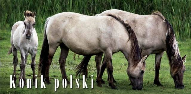 2 juments konik polski pleins papiers