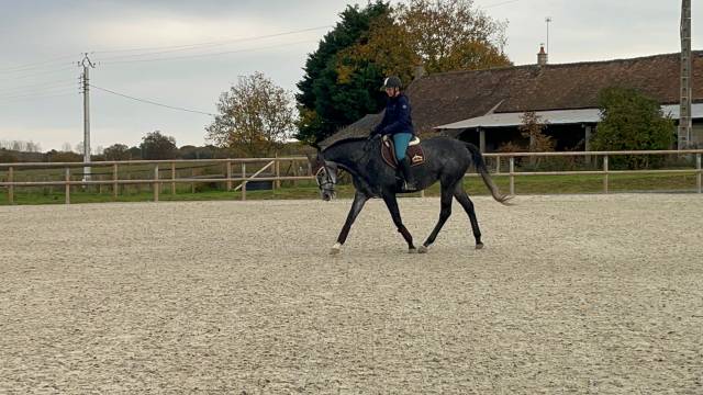 Vends magnifique jument ps grise de 4 ans