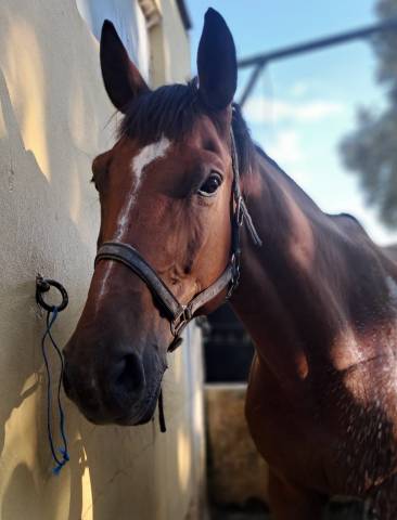 Demi-pension (38) - cheval gentil et polyvalent