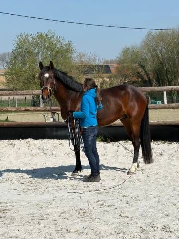 Hongre 4 ans par sezuan's donnerhall