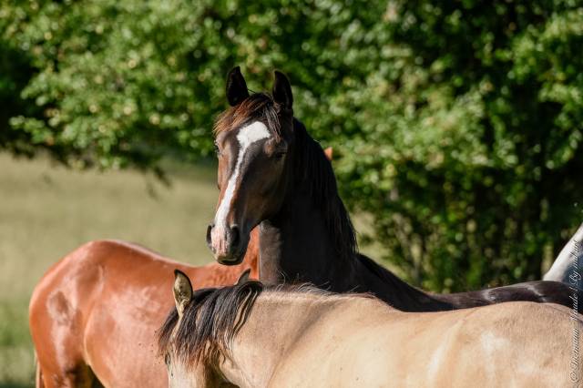 Pouliniere hannovrienne 6 ans pleine pour 2026 dressage