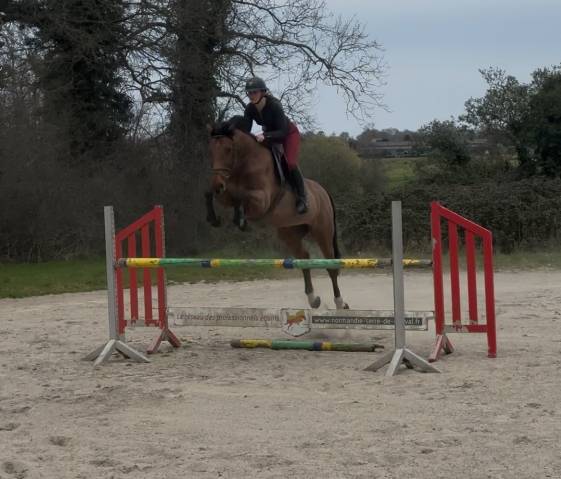 Joli hongre sf 7 ans 