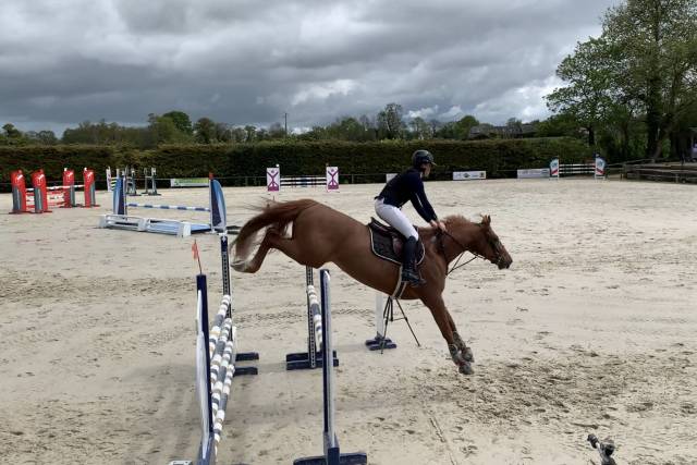 Hongre sf 6 ans pour amateur