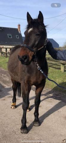 Virtuose du parc, hongre de 16ans