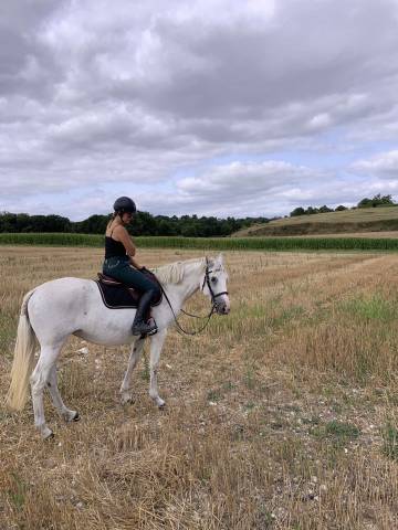 à vendre – jument lituanienne plein papier