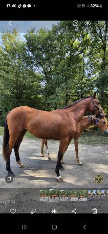 Keastern bunny z .jument ne le 09/04/2023.zangersheide 