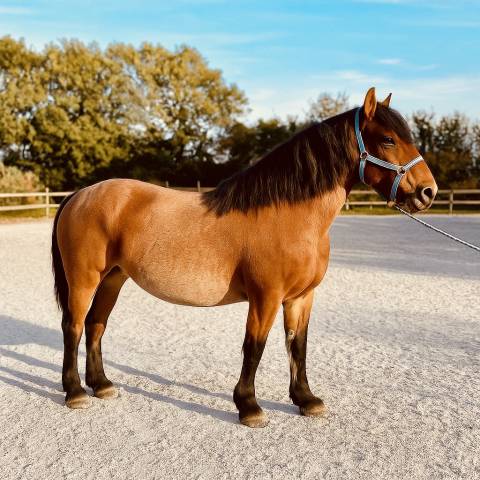 Jument porteuse 153cm 10 ans