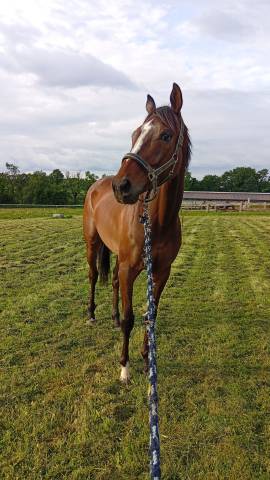 Petit prix gentil hongre