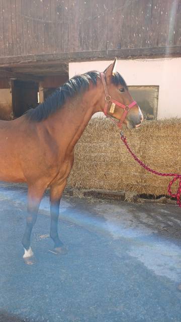 Poney mâle 5 ans. ipo 132