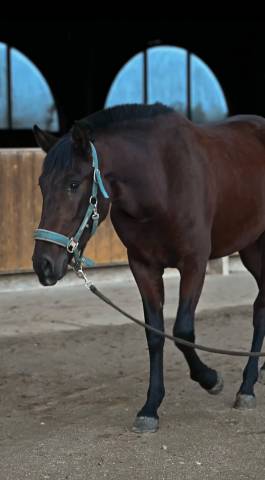 Jument pre plein papier escalera et militar