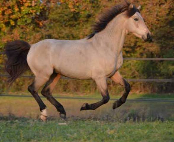 Jument à confier en urgence 
