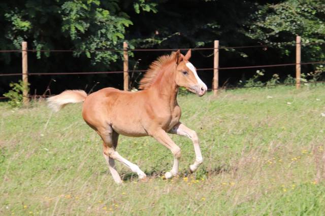 Très belle femelle psf