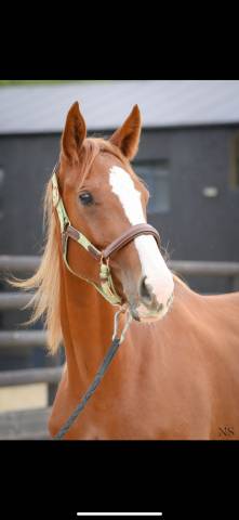 Jument sf 2 ans 1/2 orientée cso/cce