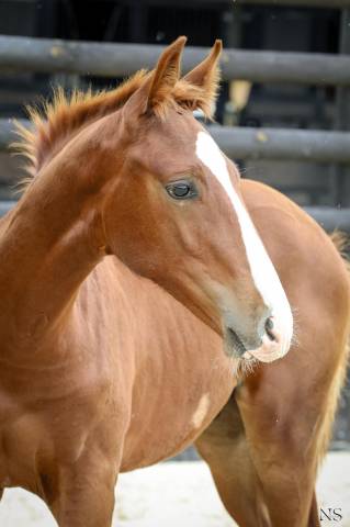 Poulain sf 6 mois sport