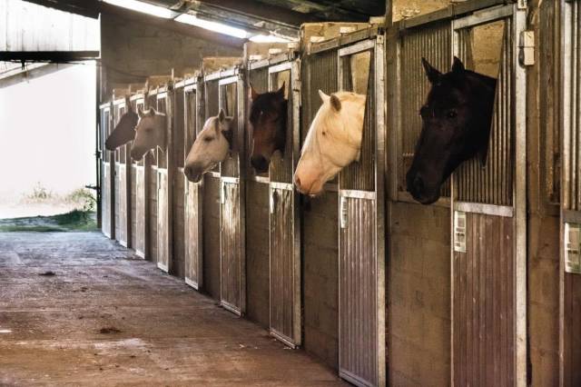 écurie avec terrain constructible