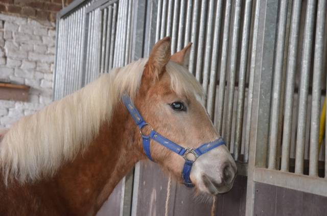 Pouliche haflinger
