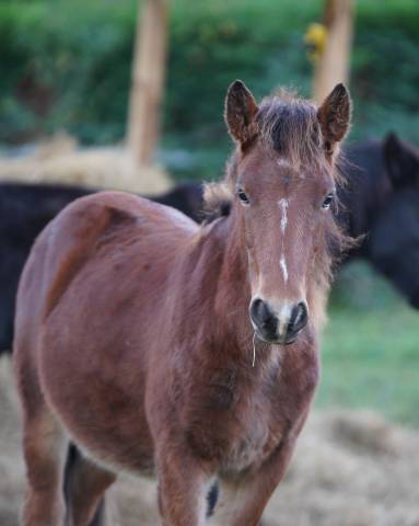 A vendre : petit poney, grand coeur ❤️
