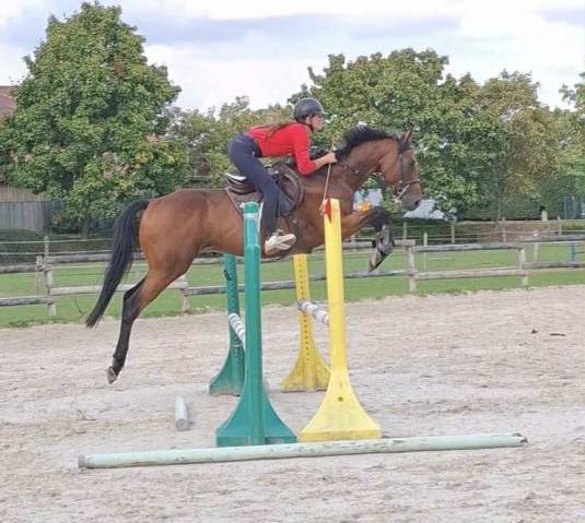 Beau hongre porteur potentiel cso 5 ans