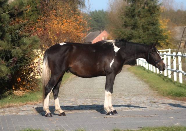 Beautiful easy nice horse top jumper/eventer/hunter .