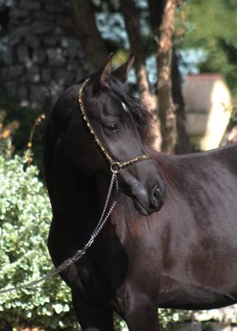 Beautiful tall black homozygous purebred arabian mare