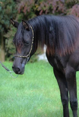 Tall black homozygous purebred arabian  mare 