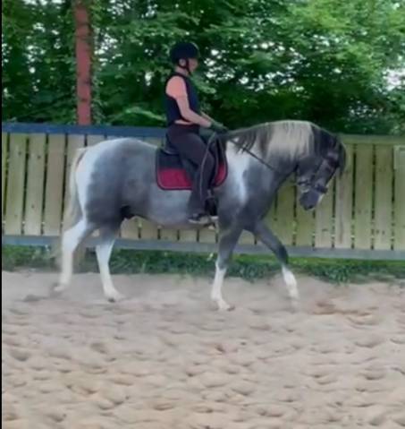 Ludomar "Lud" - Selle de Dressage