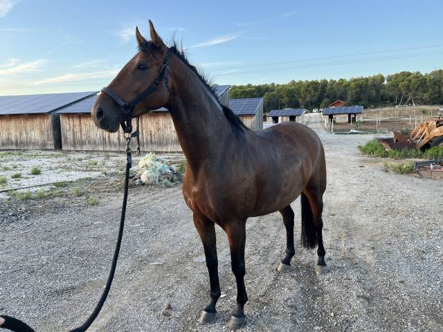 Jument de 4 ans pp oldenbourg d’1m60.