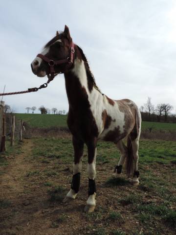 Poney b type welsh 