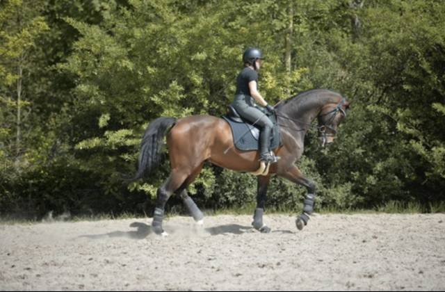 Recherche demie pensionnaire dressage 