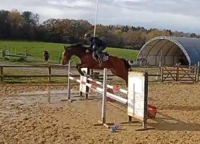 Hongre sf 3 ans cooper vd heffinck x quick star 