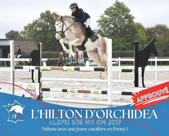 L'hilton d'orchidea : l'hilton stallion - étalon de sport de couleur