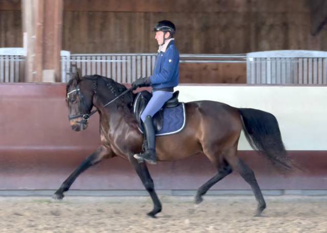 Cheval lusitanien (hongre de 8 ans)