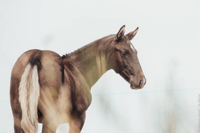 Vulcao d'alambre pp lusitanien