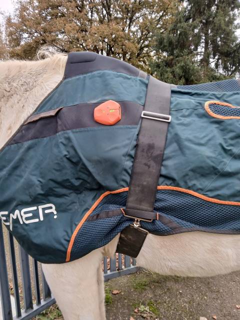BEMER Horse Set