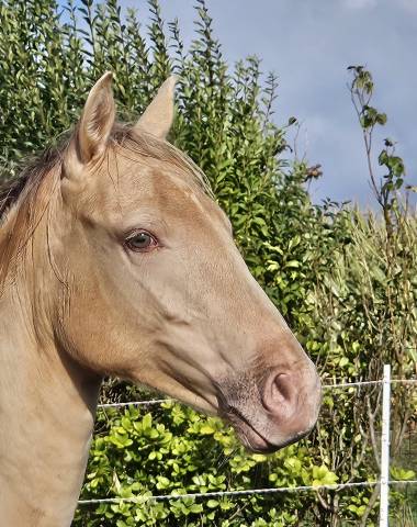 Pouliche champagne ambre 