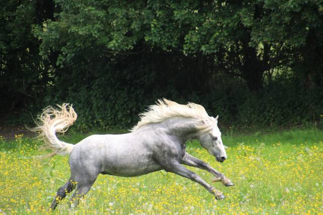 Belle opportunité pour élevage, sport ou show