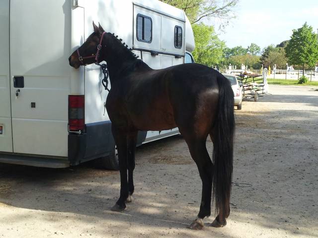 Don cheval suite arret compétition