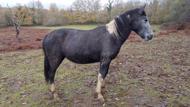 Adorable poulain mâle pie gris oc 